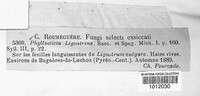 Phyllosticta ligustrina image